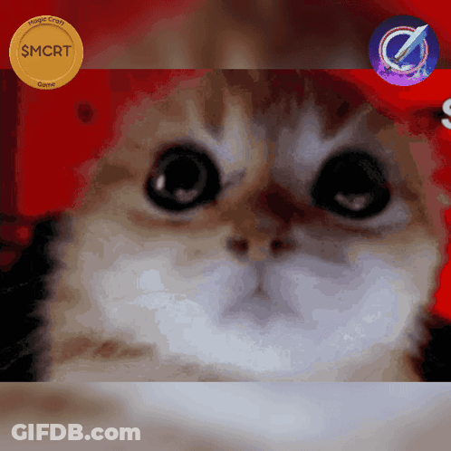 Cat With Gold Coin Saying SMCrt GIF