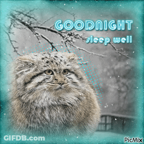 Cat With Goodnight Sleep Well GIF