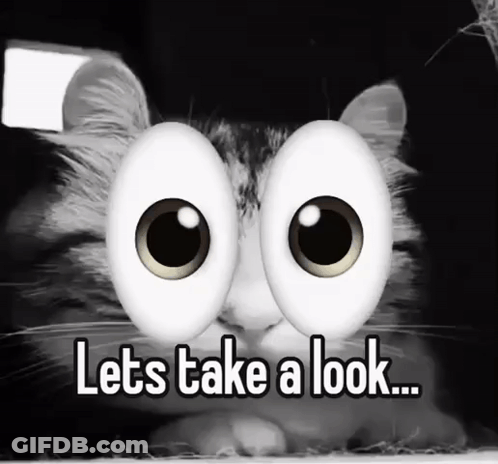 Cat With Googly Eyes Lets Take A Look GIF