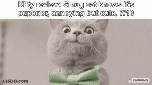 Cat With Green Bow Tie Kitty Review Smug Cat Knows It's Superior Annoying But Cute GIF