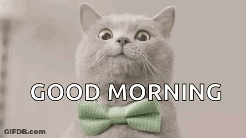 Cat With Green Bow Tie Looking Up GIF