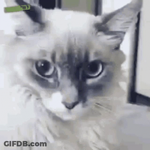 Cat With Green Collar Looking At Camera GIF