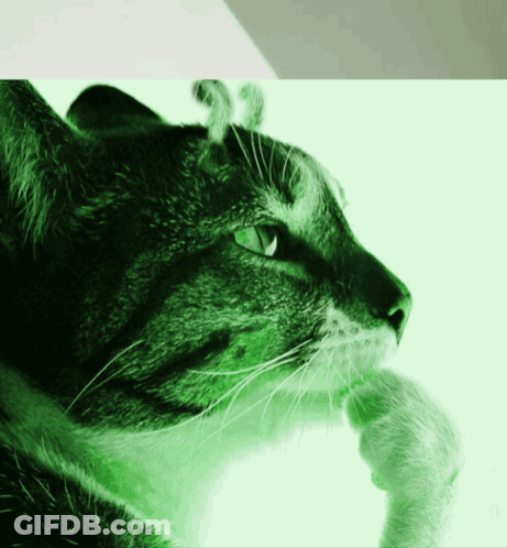 Cat With Green Eyes GIF