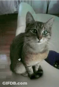 Cat With Green Eyes Sitting On White Chair GIF
