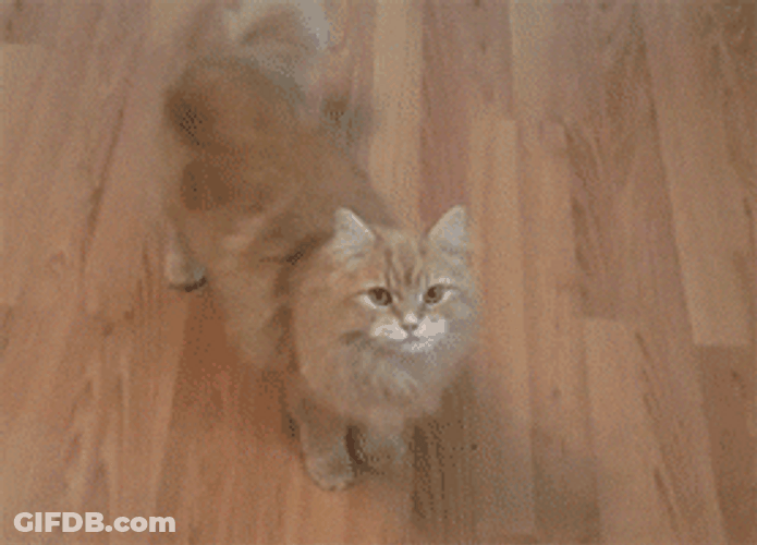 Cat With Gun Dead Play GIF