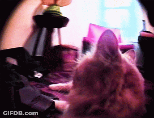 Cat With Gun Fish Eye Cam GIF