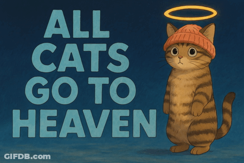 Cat With Halo All Cats Go To Heaven GIF