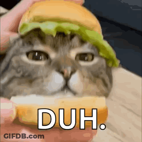Cat With Hamburger Head And Duh Text GIF