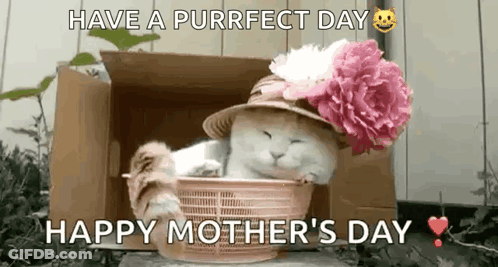 Cat With Hat And Flower GIF