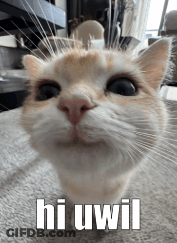 Cat With Hi Uwil GIF