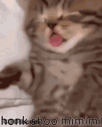 Cat With Honk Shoo Mimimi GIF
