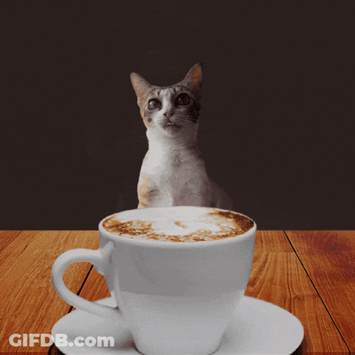 Cat With Hot Cup Of Monday Coffee GIF