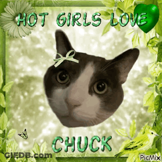 Cat With Hot Girls Love Chuck GIF