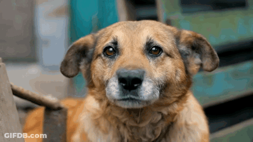 Cat With Hug Coming Your Way Love You GIF