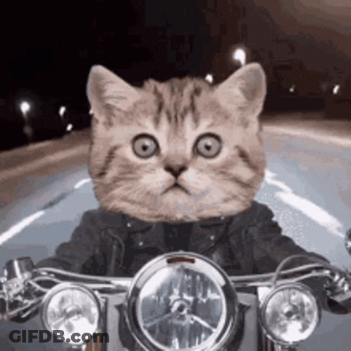 Cat With Human Head Riding Motorcycle At Night GIF
