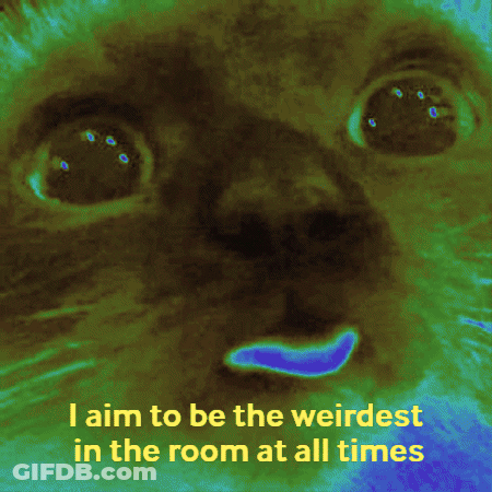 Cat With I Aim To Be The Weirdest In The Room At All Times GIF