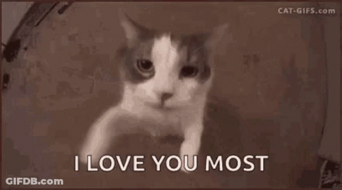 Cat With I Love You Most GIF