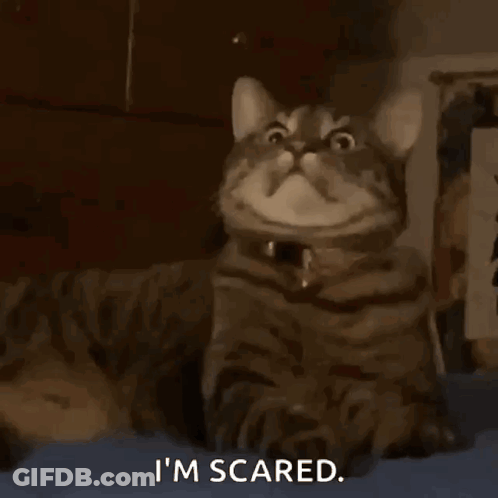 Cat With I'm Scared Text GIF