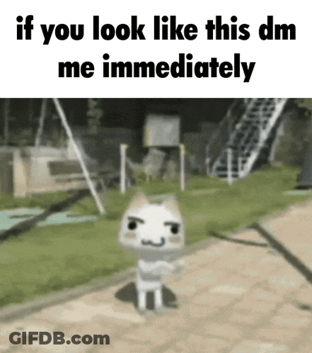 Cat With If You Look Like This DM Me GIF