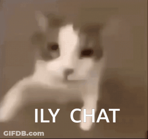 Cat With Ily Chat GIF