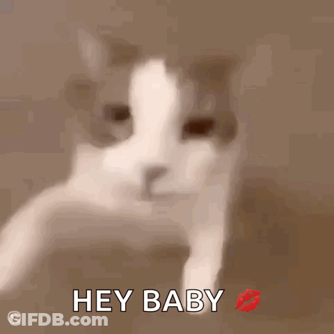 Cat With Kiss And Hey Baby GIF