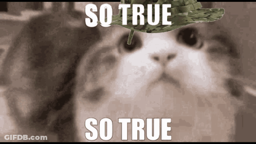 Cat With Leaf On Head Saying So True GIF