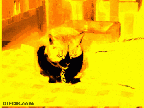 Cat With Leash GIF