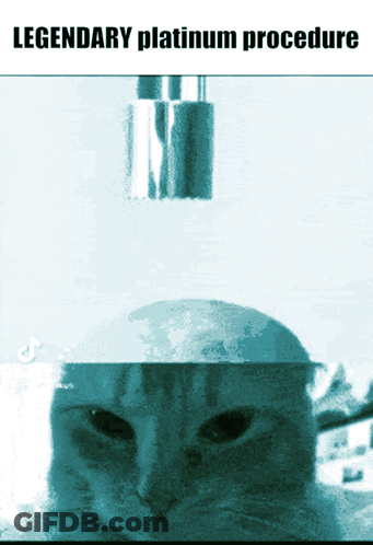 Cat With Legendary Platinum Procedure GIF