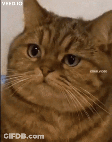 Cat With Letters A And B On Face GIF