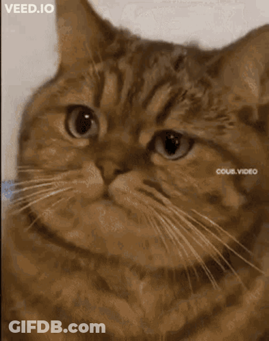 Cat With Letters A And B GIF