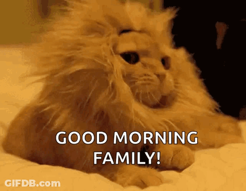 Cat With Lion Mane Saying Good Morning GIF