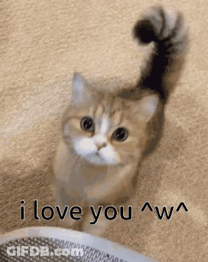 Cat With Long Tail Saying I Love You GIF
