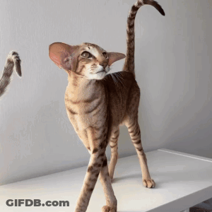 Cat With Long Tail Standing GIF