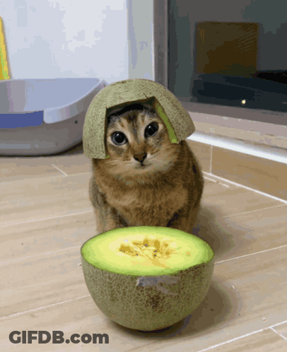 Cat With Melon On Head Next To Sliced Melon GIF