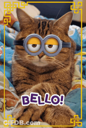 Cat With Minions Goggles Saying Bello GIF