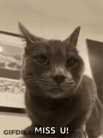 Cat With Miss U Text GIF