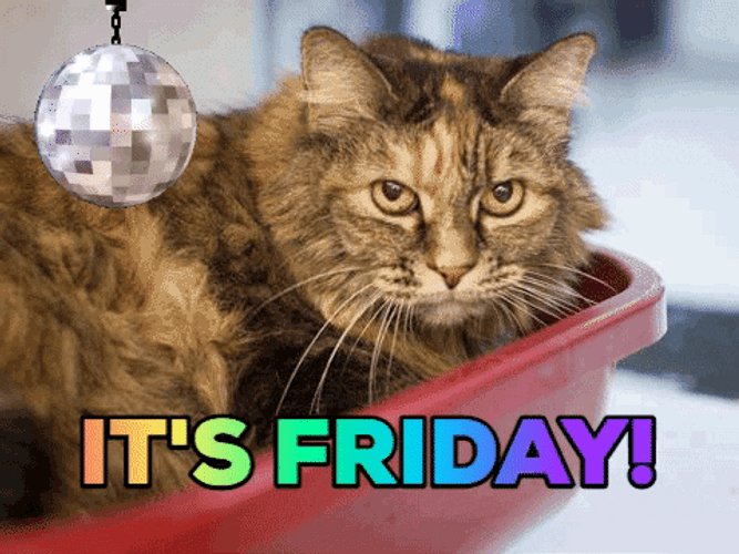 Cat With MLG Glasses Its Friday GIF