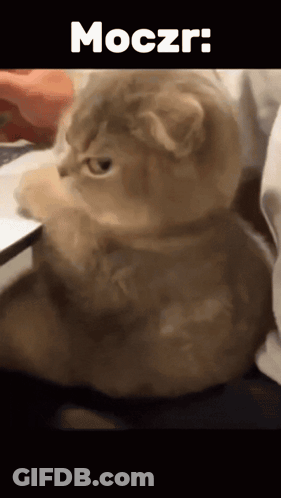 Cat With Moczr GIF