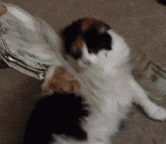 Cat With Money GIF