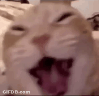 Cat With Mouth Open And Tongue Out GIF