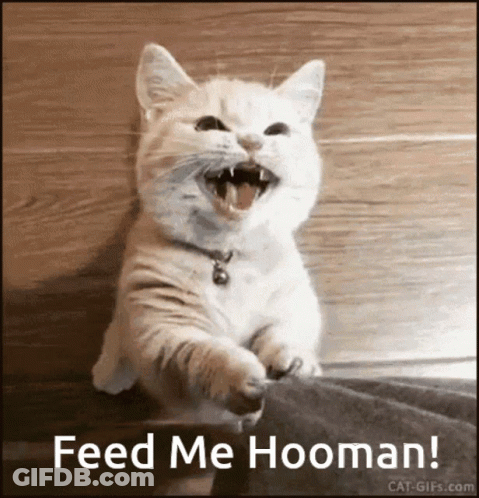Cat With Mouth Open Saying Feed Me Hooman GIF