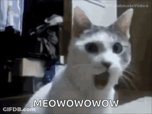 Cat With Mouth Open Saying Meowowow GIF