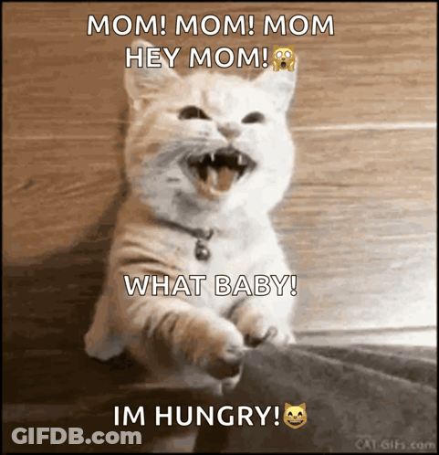 Cat With Mouth Open Saying Mom Mom Mom GIF