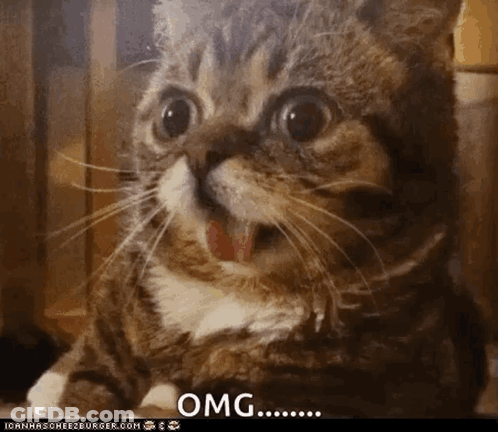 Cat With Mouth Open Saying OMG GIF