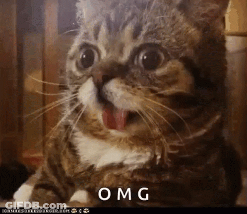 Cat With Mouth Open Saying OMG GIF