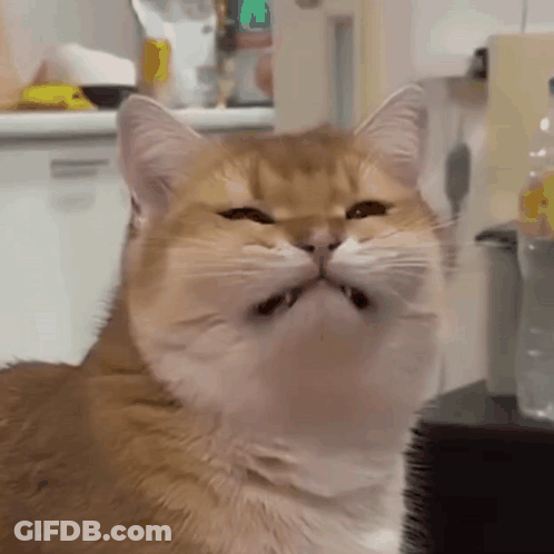 Cat With Mouth Open Showing Teeth GIF