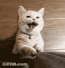 Cat With Mouth Open Sitting On Wooden Floor GIF