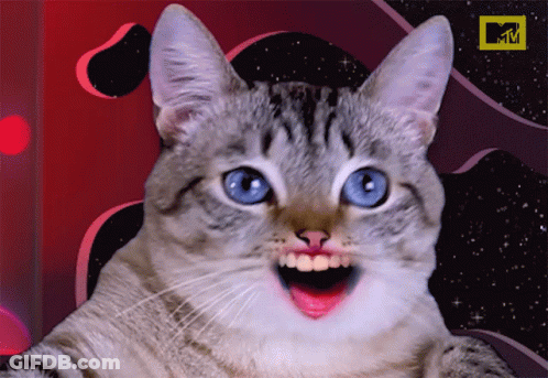 Cat With MTV Logo GIF