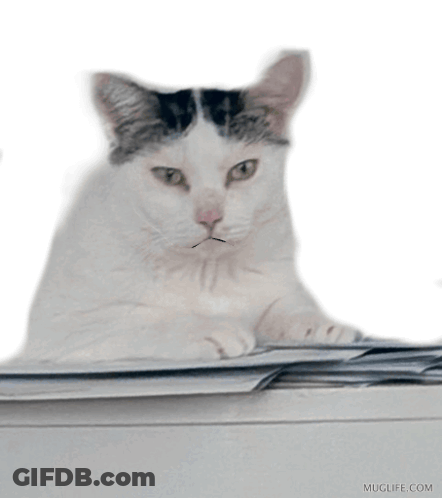 Cat With Mustache Laying On Bills GIF