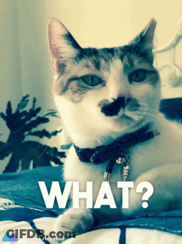 Cat With Mustache Lying On Bed Saying What GIF